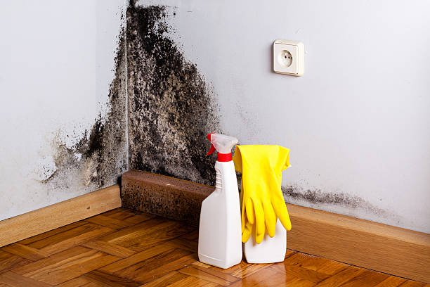 Best Mold Remediation  in Ladera, CA